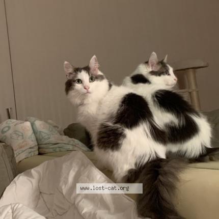 Photo 1/1 Marzipan Chat perdu à Munchen