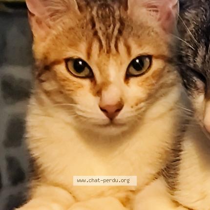 Photo 1/1 Zazou Chat perdu à Pelussin