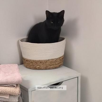 Photo de chat perdu à Suevres