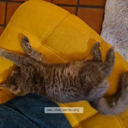 Photo 1/1 Moumoute Chat perdu à St forgeux