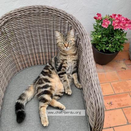 Photo 1/1 Chat retrouvé Perdu à Nimes