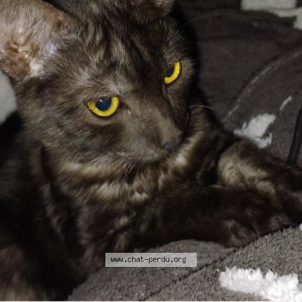 Photo de chat perdu à Boutigny Sur Essonne