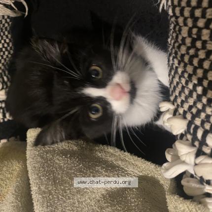 Photo 1/1 Nala Chat perdu à Saint priest