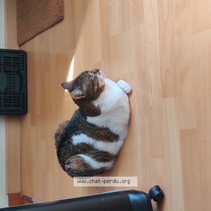 Photo de chat perdu à Montauban De Bretagne