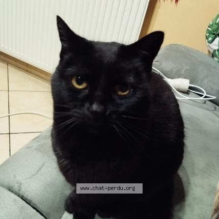 Photo de chat perdu à Saint Nazaire