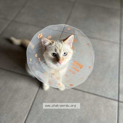Photo de chat perdu à Rion Des Landes