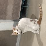 Photo de chat perdu à Calumpit