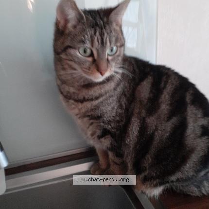 Photo 1/1 Scarlett Chat perdu à La chapelle des fougeretz