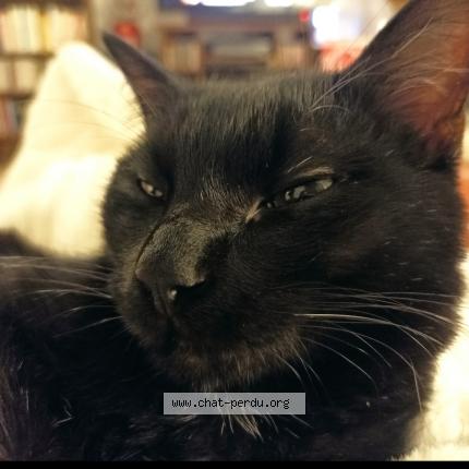 Photo 1/1 Missacha Chat perdu à Barran