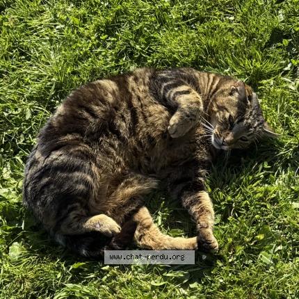 Photo 1/1 Chat retrouvé Perdu à Comines