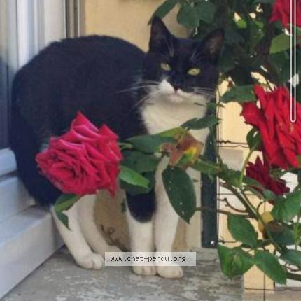 Photo 1/1 Mimi Chat perdu à St ouen la rouerie