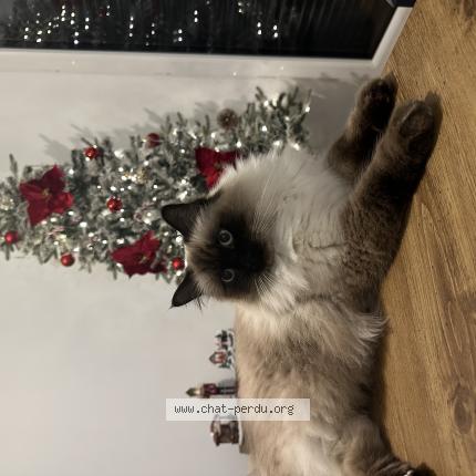Photo de chat perdu à Harnes