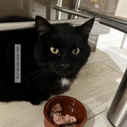 Photo de chat trouvé à Jonquieres