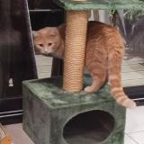 Photo de chat perdu à Souligne Sous Ballon