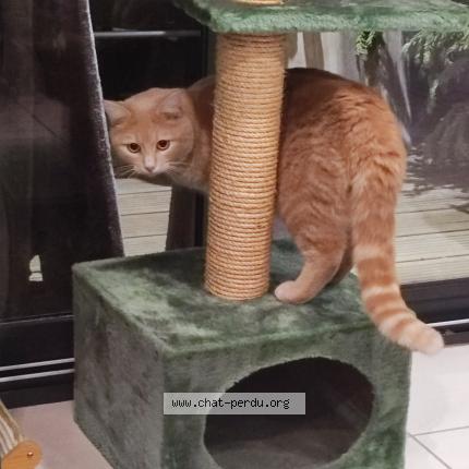 Photo 1/1 Chat retrouvé Perdu à Souligne sous ballon