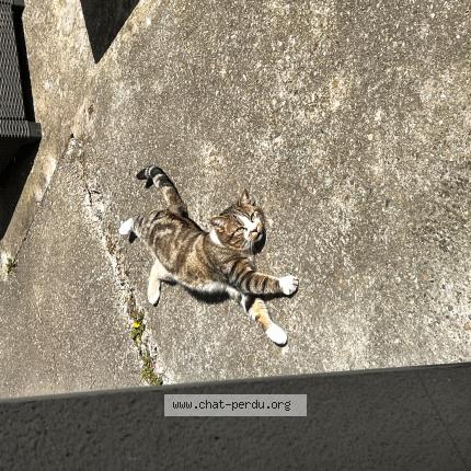 Photo 1/1 Niro Chat perdu à Villeurbanne