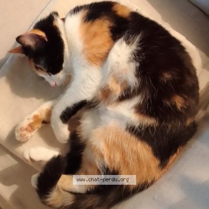 Photo de chat perdu à La Trinite Sur Mer