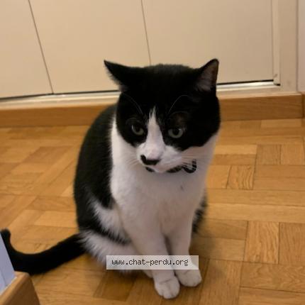 Photo de chat perdu à Marseille