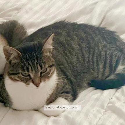 Photo de chat perdu à Champigny Sur Marne