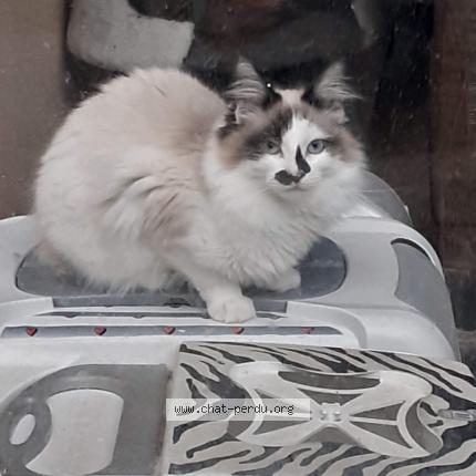 Photo de chat perdu à Beaupreau En Mauges