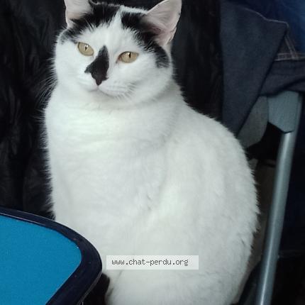 Photo de chat perdu à Meaux