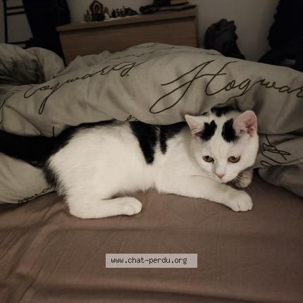 Photo de chat perdu à Mutzig