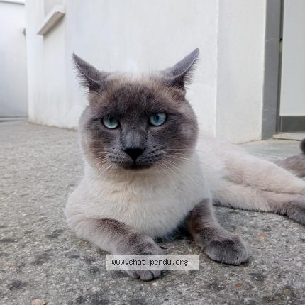 Photo 1/1 Chat retrouvé Trouvé à Agen