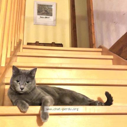 Photo 1/1 Marlou Chat perdu à Vaires sur marne