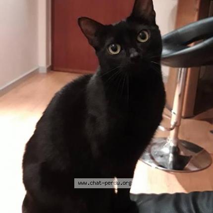 Photo 1/1 Chat retrouvé Perdu à Talmont St Hilaire