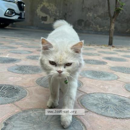 Photo 1/1 Mishi Chat perdu à Rawalpindi