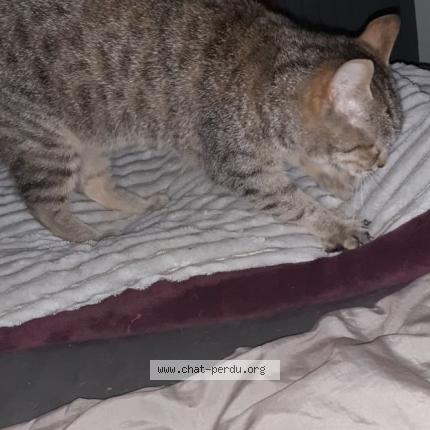 Photo 1/1 Athena Chat perdu à Vibrac