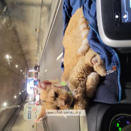 Photo de chat perdu à Marseille