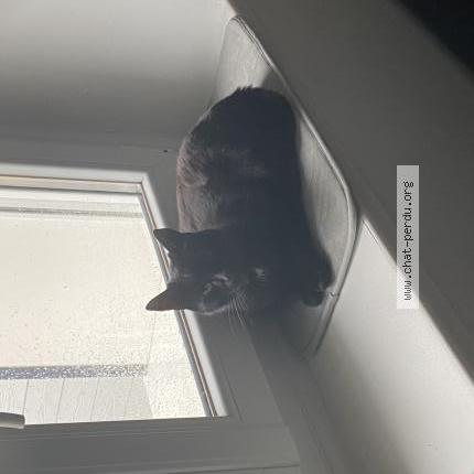 Photo 1/3 Iago Chat perdu à Saint pere en retz