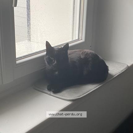 Photo 3/3 Iago Chat perdu à Saint pere en retz