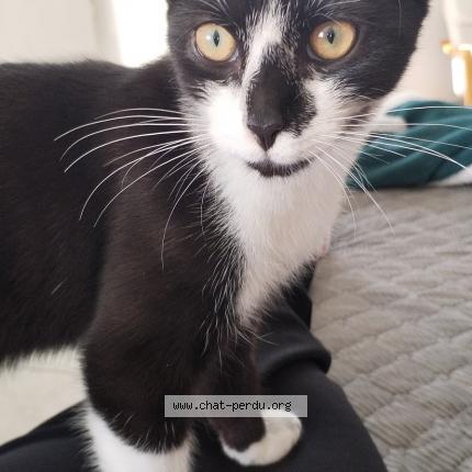 Photo de chat perdu à Coetmieux
