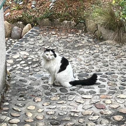 Photo 1/1 Chat retrouvé Trouvé à Bon Encontre