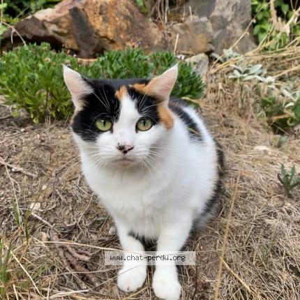 Photo 1/1 Vesta Chat perdu à Couzeix