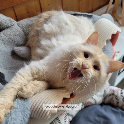 Photo de chat perdu à Colombier Saugnieu