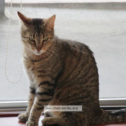 Photo de chat perdu à Chamalieres