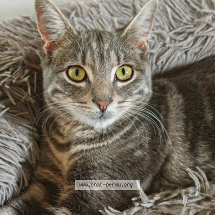 Photo de chat perdu à Tremblay En France