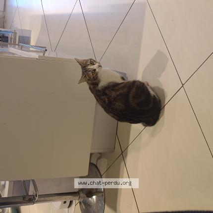 Photo de chat perdu à Grigny Sur Rhone