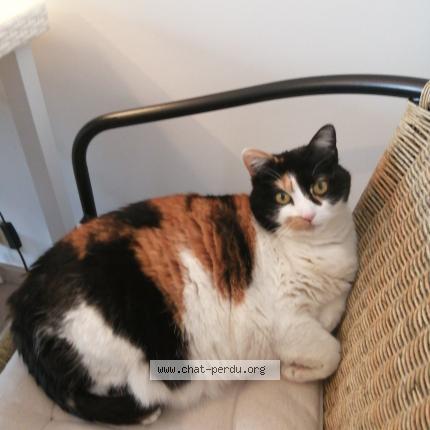 Photo de chat perdu à Chartes