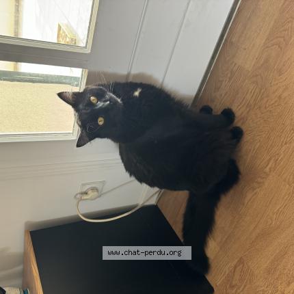 Photo de chat perdu à Cavaillon