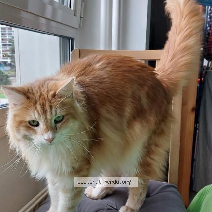 Photo 1/1 Chat retrouvé Perdu à Lille