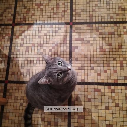Photo de chat perdu à Yzeure