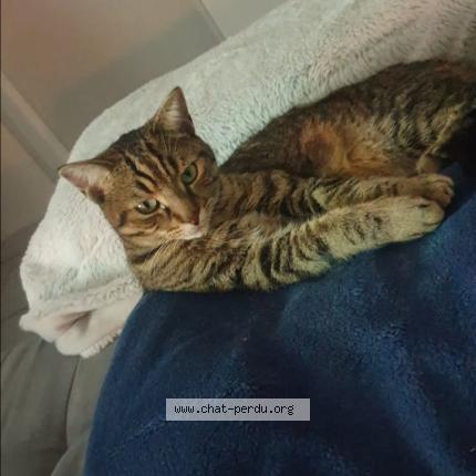 Photo 1/1 Tigrou Chat perdu à Masserville