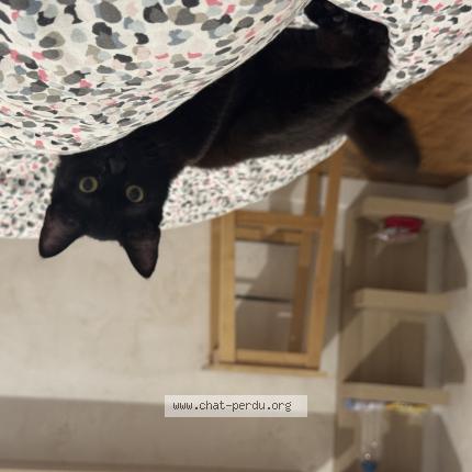 Photo de chat perdu à Colomiers