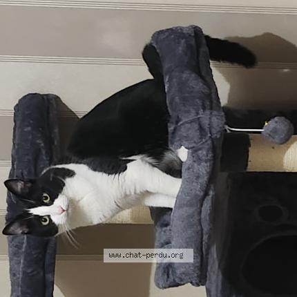 Photo de chat perdu à Chateaudun