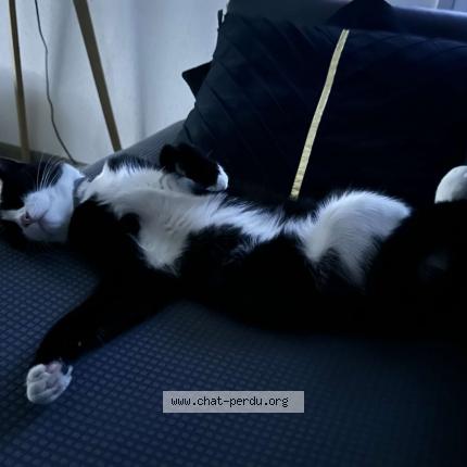 Photo de chat perdu à Corbenay