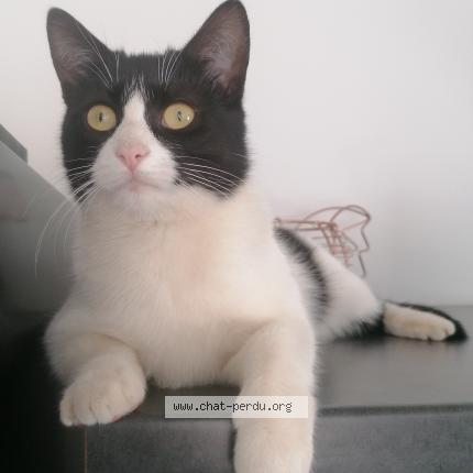 Photo 1/1 Chat retrouvé Perdu à Vendres